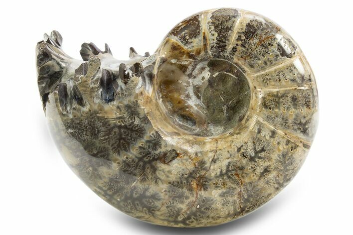 Polished, Chambered Ammonite (Argonauticeras) Fossil - Madagascar #312331